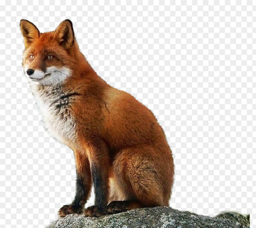 Xz Red Fox Vulpini Arctic Image PNG