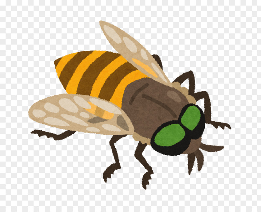 Bee Honey アブ Fly 虫 PNG
