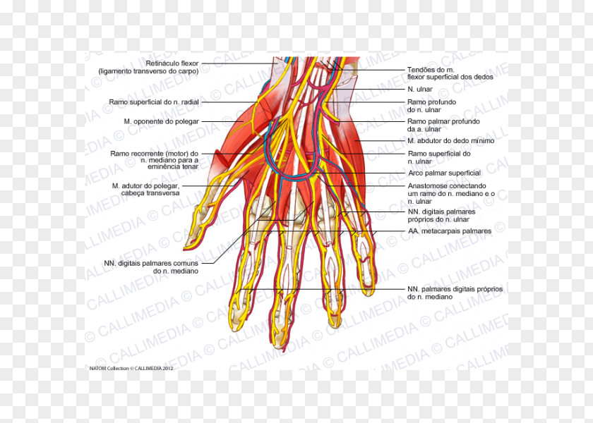 Hand Nerve Human Body Blood Vessel Forearm PNG