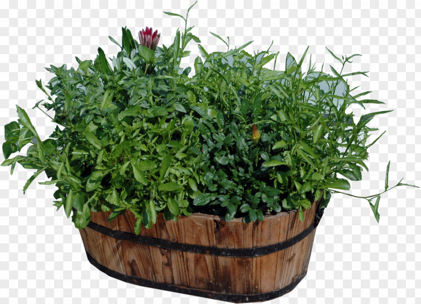 Plants Flowerpot Houseplant Wood PNG