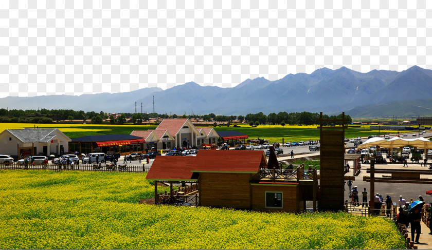 Qinghai Canola Flower Sea Views Luoping County U6cb9u83dc PNG