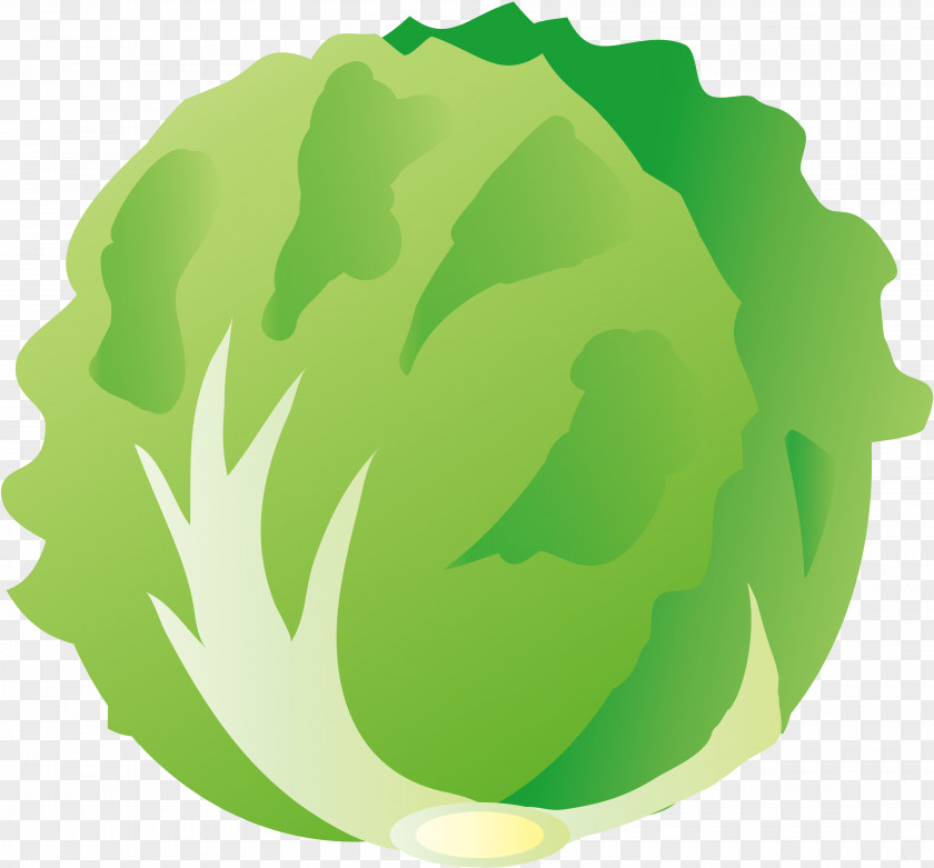 Vegetable Greens Illustration Lettuce Image PNG