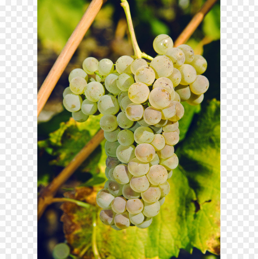 Wine Sultana Savagnin Petite Arvine Canton Of Valais PNG