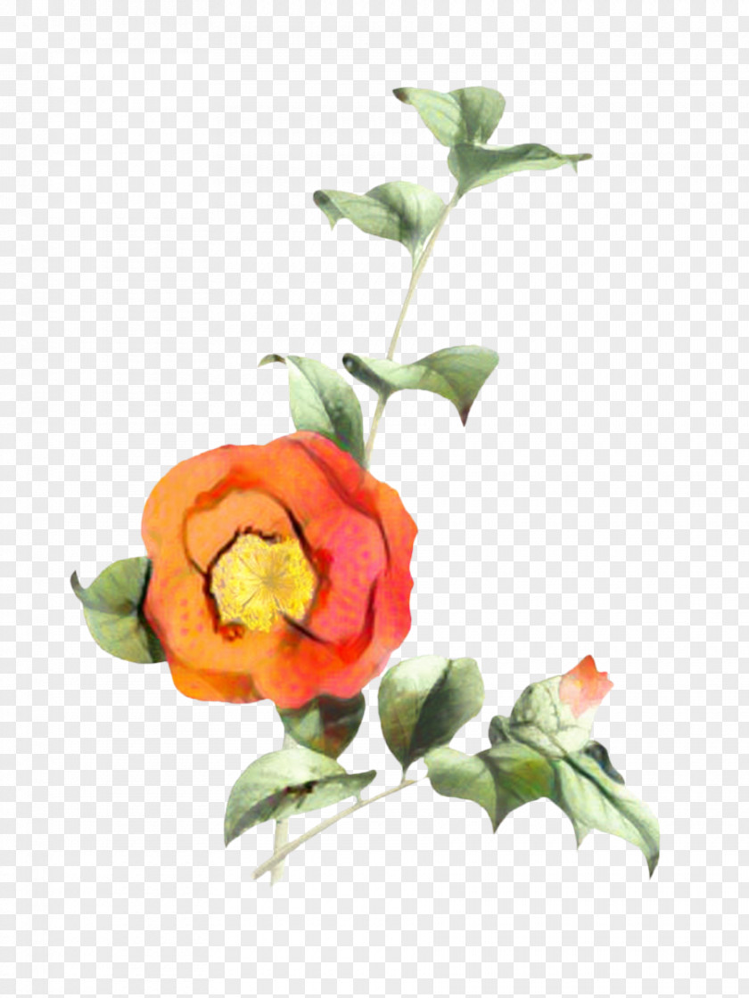 Bud Rose Order Floral Flower Background PNG