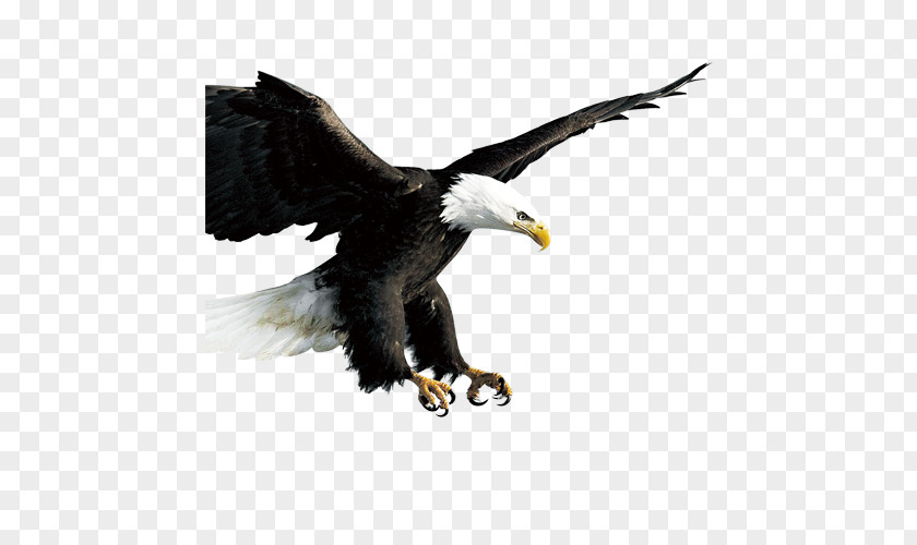 Eagle Bird Hawk Icon PNG