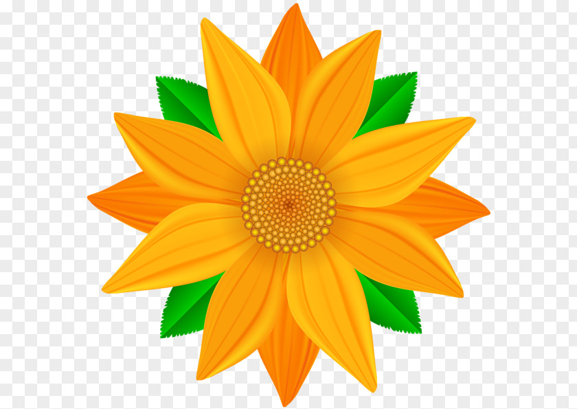 Flower Orange Common Sunflower Clip Art PNG