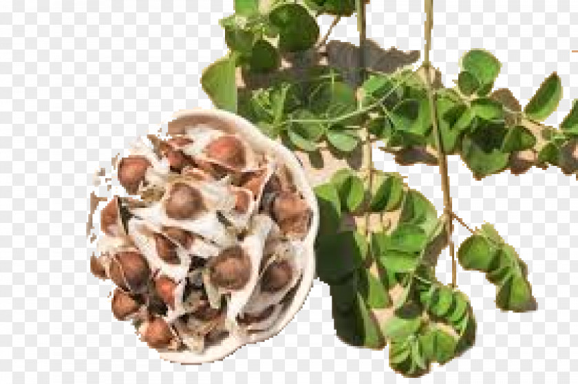 Moringa Drumstick Tree Seed Oil Nutrient Agriculture PNG
