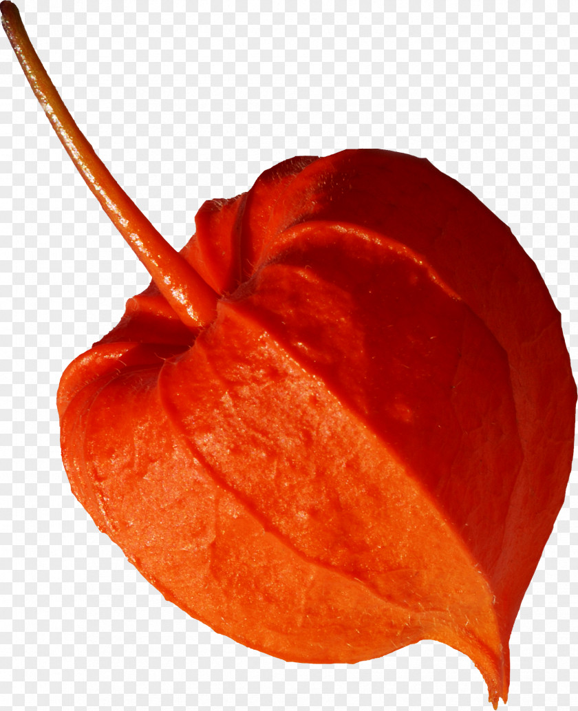 Orange Fruit Flower Petal Raster Graphics Clip Art PNG