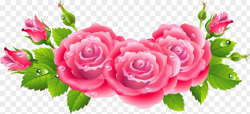 Rose Drawing Flower PNG
