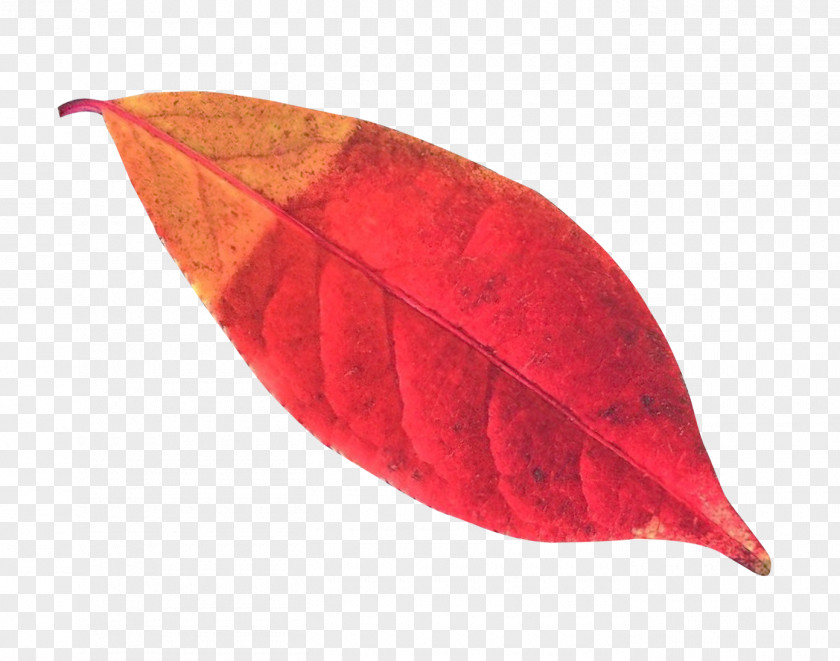 Autumn Leaf PNG