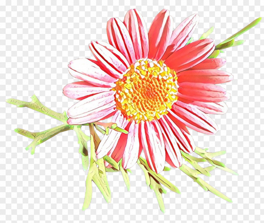 Chamomile Petal Daisy PNG