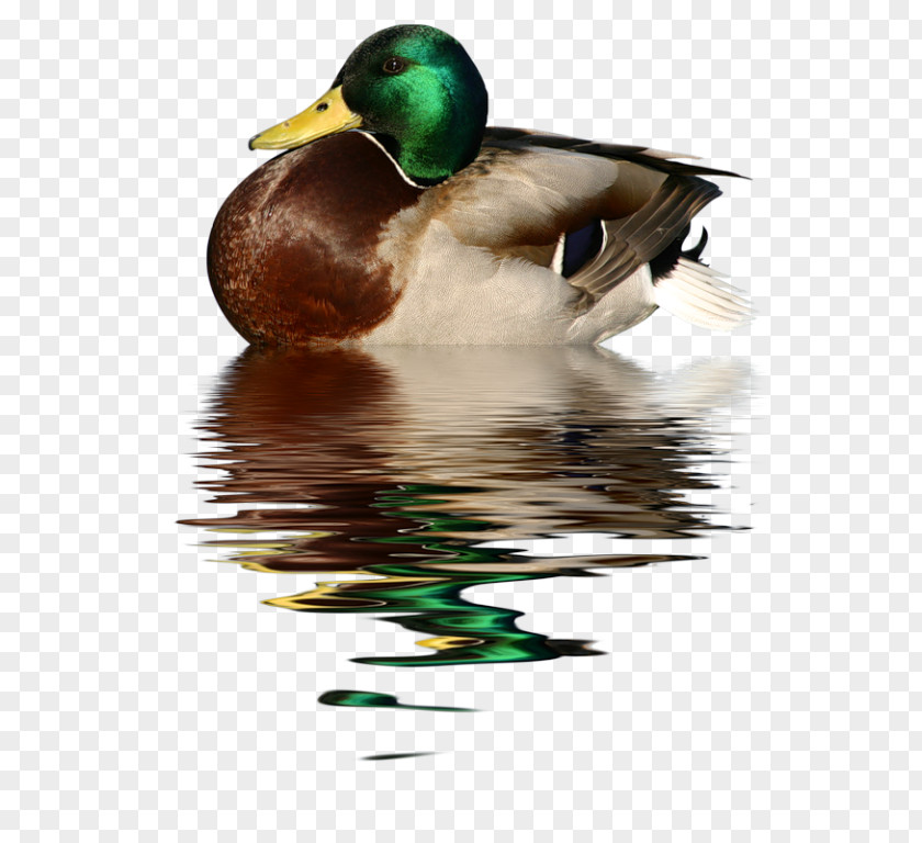Duck Bird Mallard Clip Art PNG