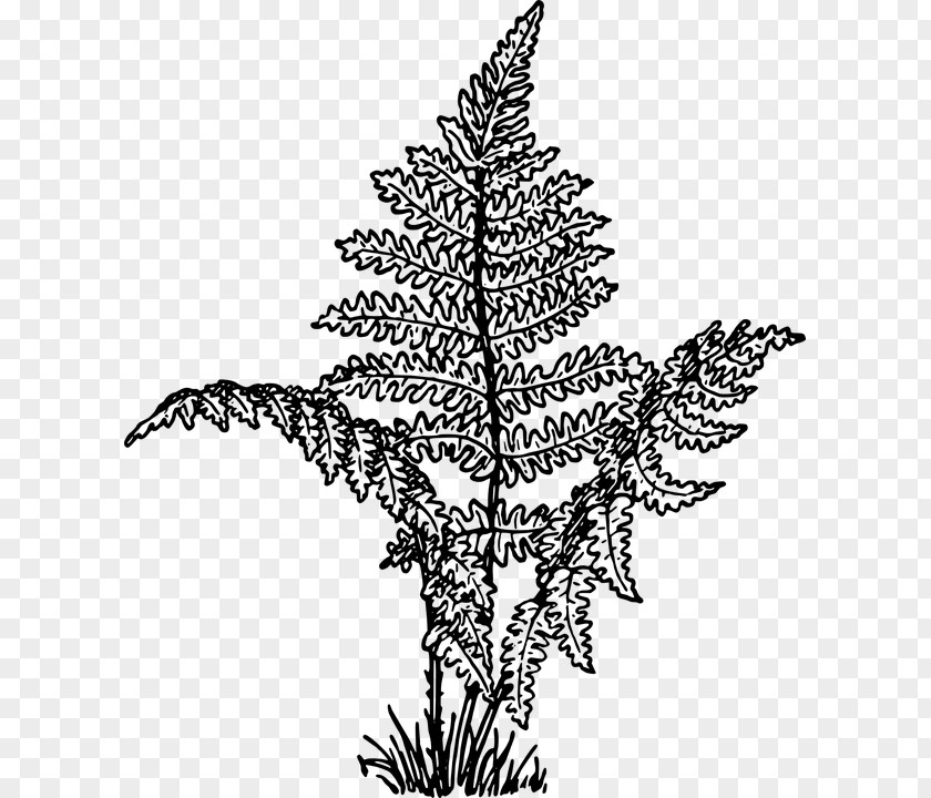 Leaf Fern Drawing Clip Art PNG