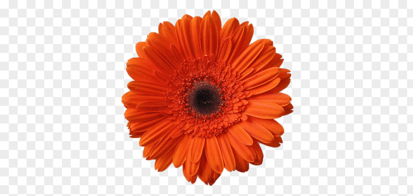 Flower Orange Common Daisy Gerbera Jamesonii Clip Art PNG