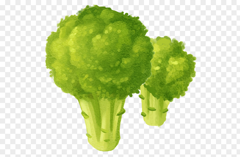 Hand-painted Cauliflower Vegetable PNG