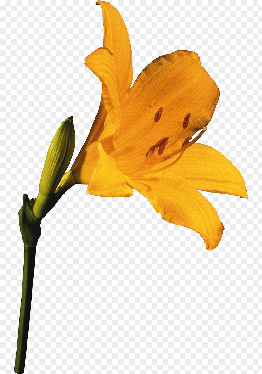 Lily Hemerocallis Lilioasphodelus Flower Yellow Lilium Orange PNG