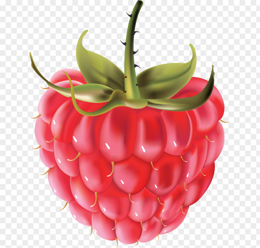 Raspberry Splash Clip Art Image JPEG Desktop Wallpaper PNG