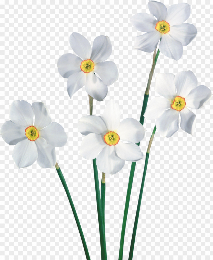 White Flower Narcissus Common Daisy Clip Art PNG