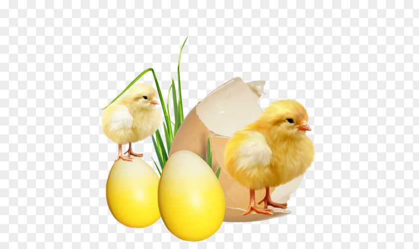 Chicken Egg Kifaranga Burrito Easter PNG