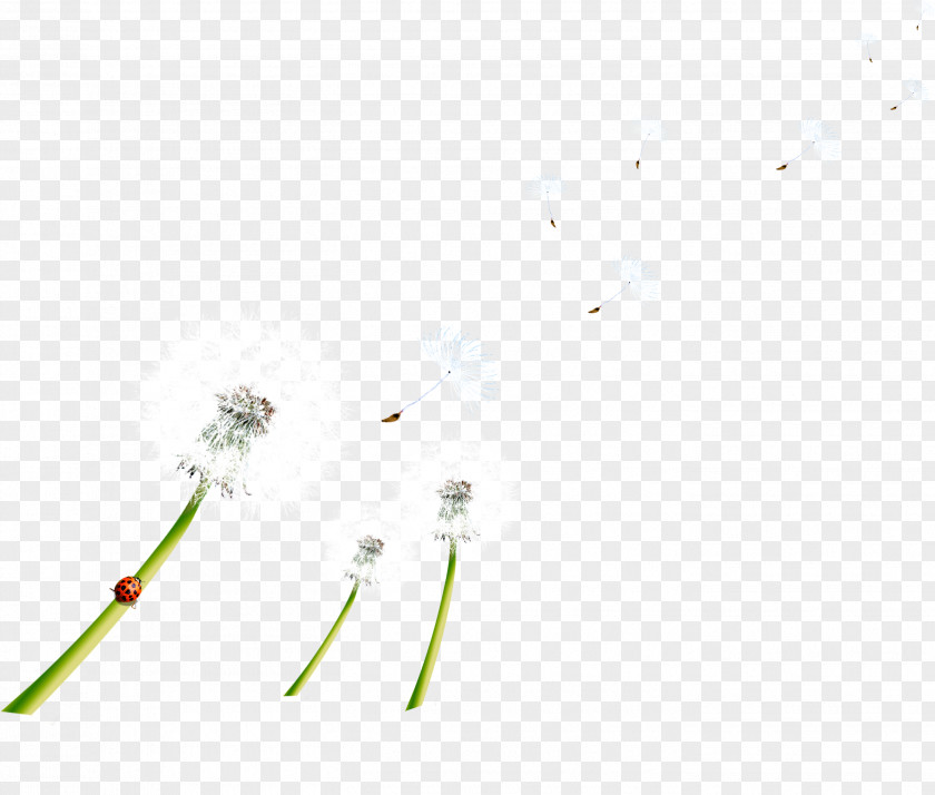 HD Free Flying Dandelion Pull Material PNG
