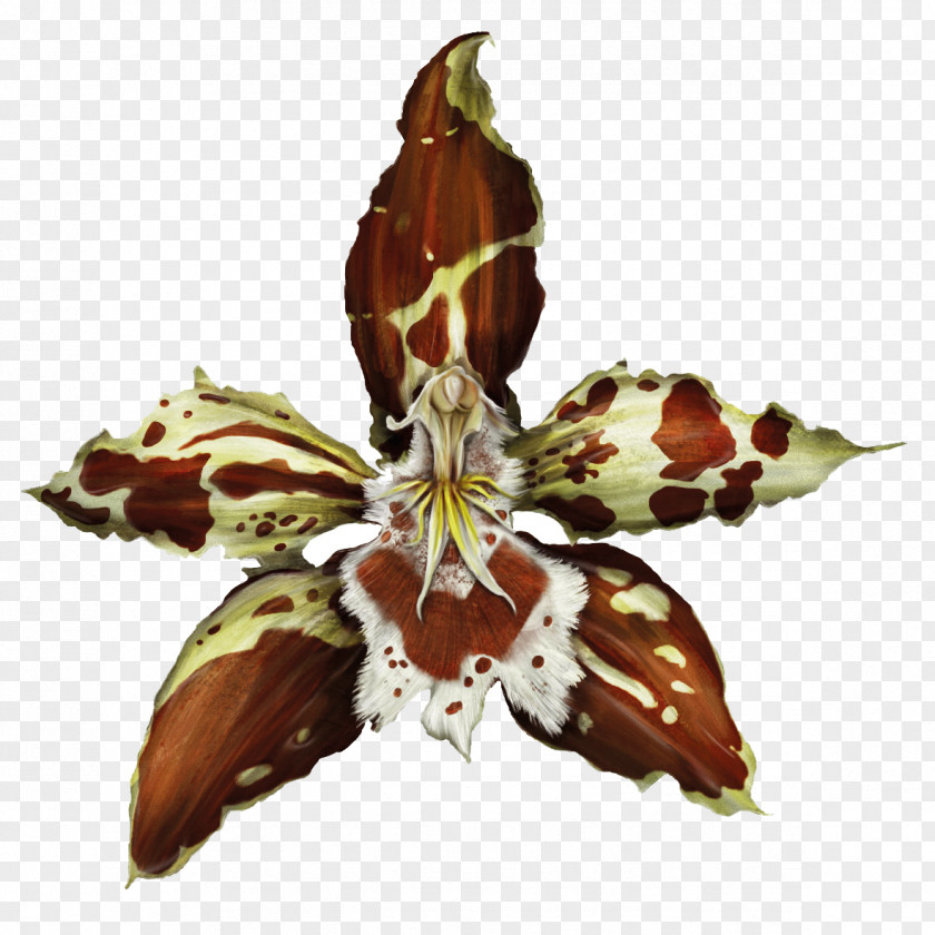 Plants Dancing-lady Orchid Odontoglossum Luteopurpureum Flowering Plant PNG