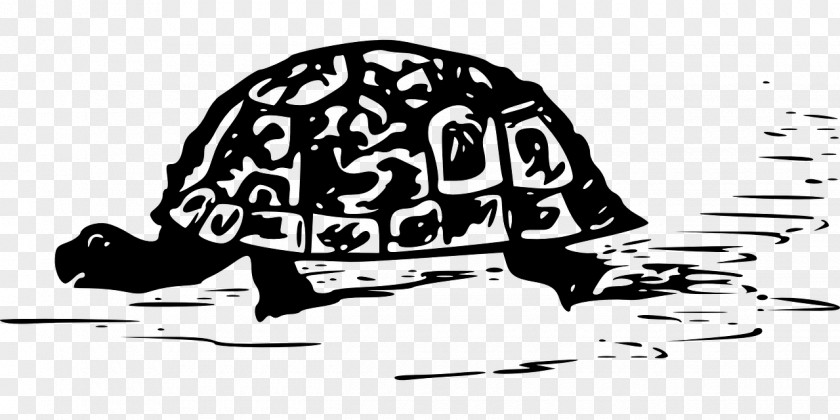 Turtle Reptile T-shirt Hermann's Tortoise PNG