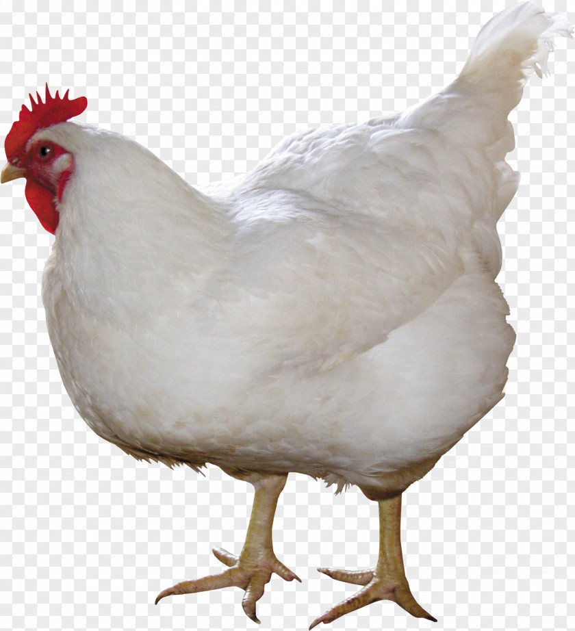 White Chicken Image Solid Curry Broiler PNG