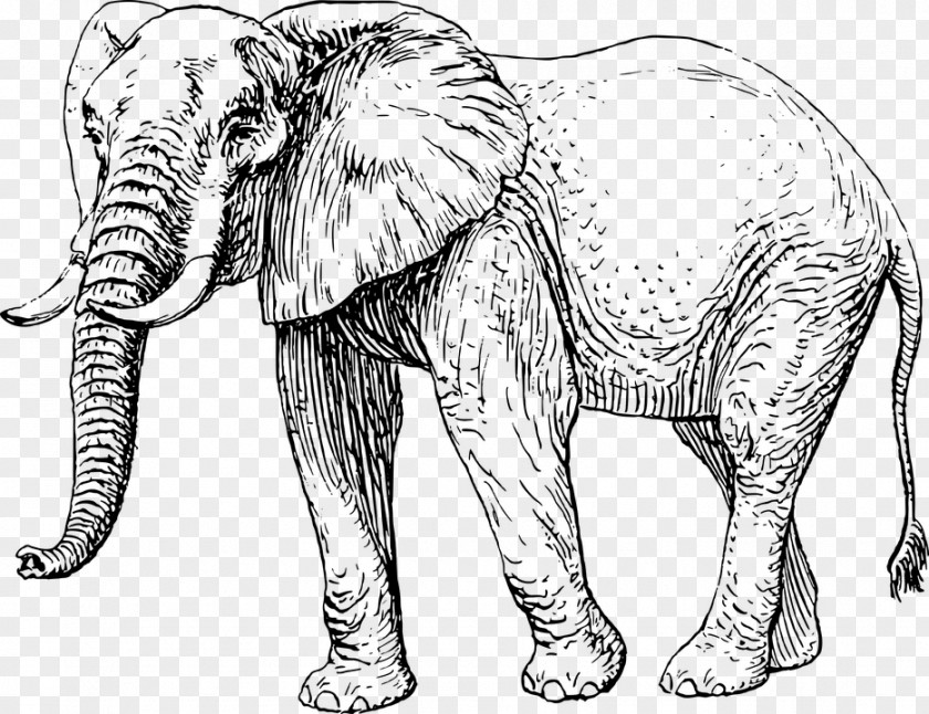 Elephant African Asian Drawing PNG