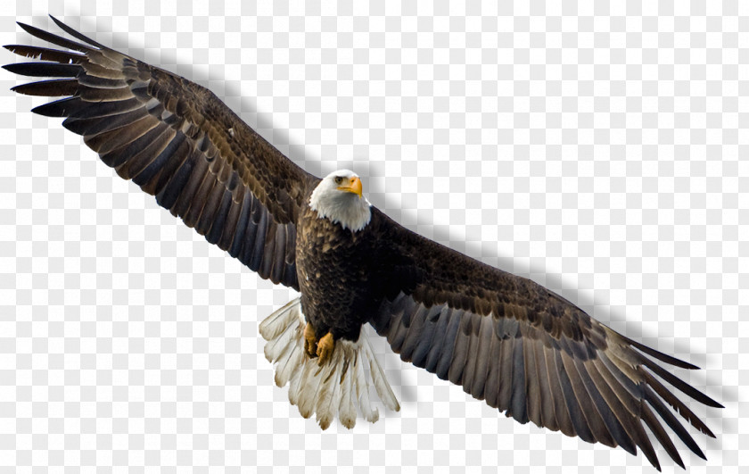 Hawk Bald Eagle Flight Clip Art PNG