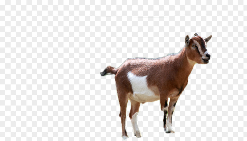 Sheep Cattle Boer Goat Qurbani Money In Goats PNG
