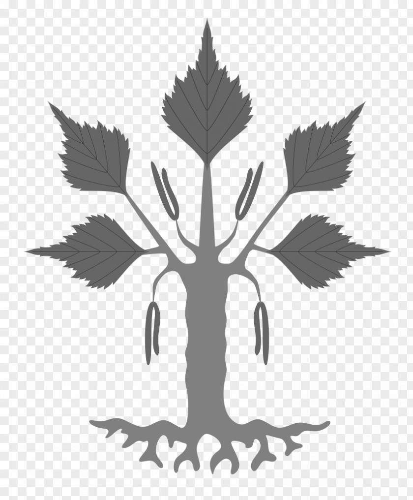 Betula Pendula Heraldry Sweden Tree Coat Of Arms Oak PNG