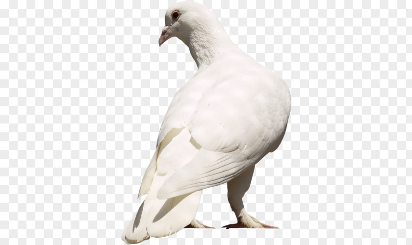 Bird Columbidae Racing Homer Rock Dove Beak PNG
