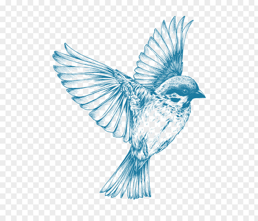 Bird Sparrow Clip Art PNG