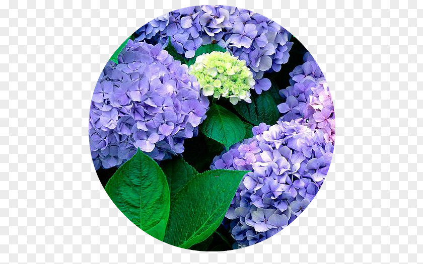 Flower French Hydrangea Garden Seed PNG