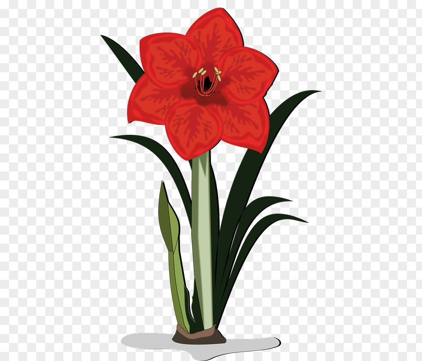 Flower Plant Amaryllis Belladonna Clip Art PNG