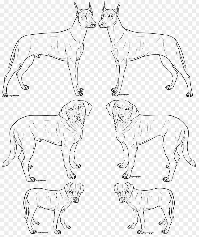 Lion Dog Breed Art Dobermann Sketch PNG