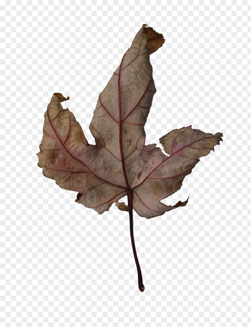 Leaf Twig PNG