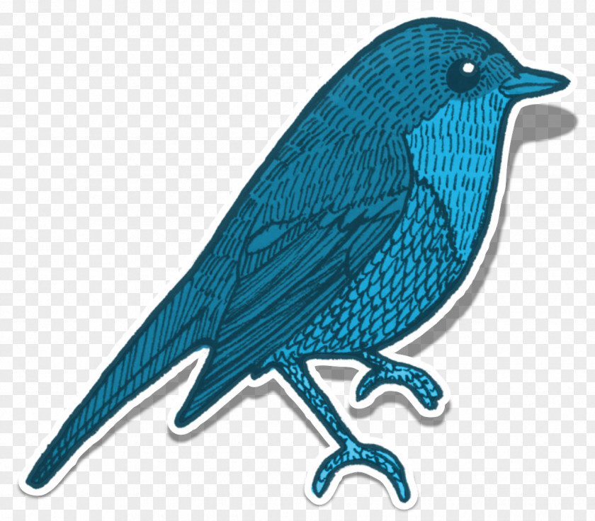 Bird Image Illustration Clip Art Animal PNG