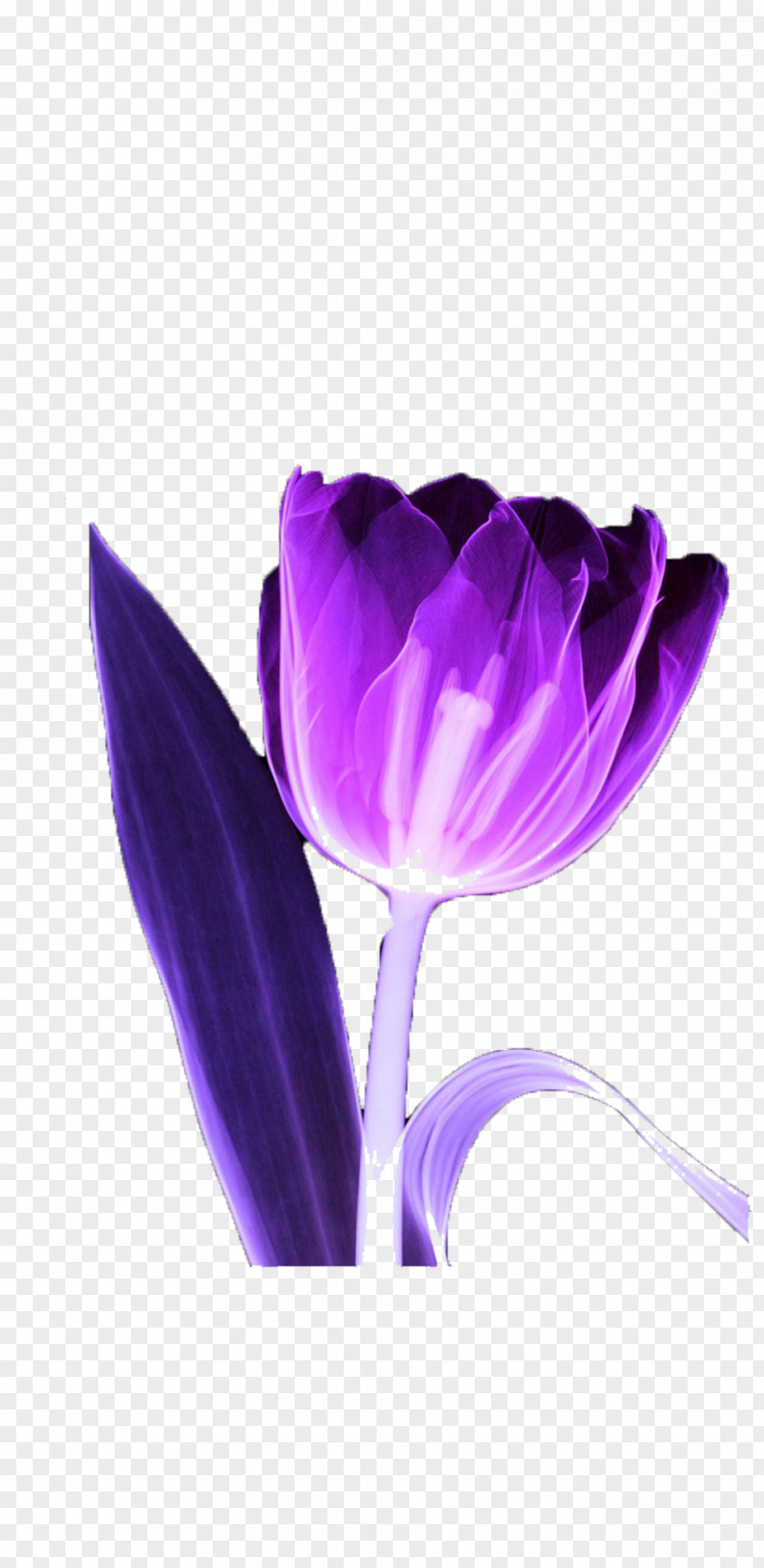 Purple Tulip Picture Material MyMathLab Flower PNG