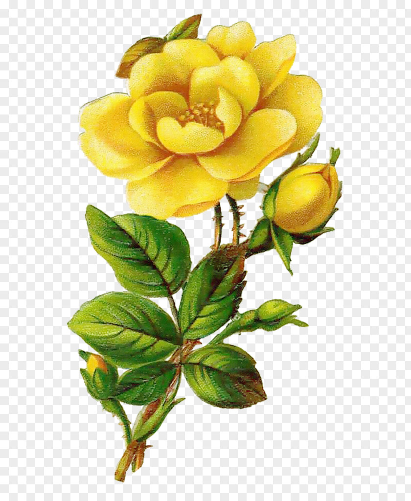 Creative Valentine's Day Rose Yellow Flower Clip Art PNG