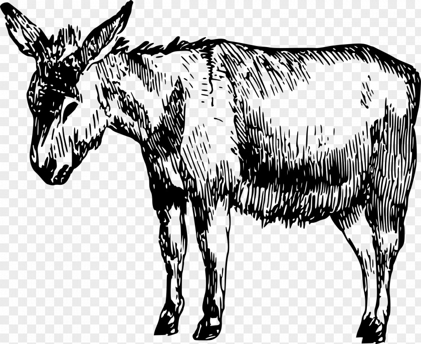 Donkey Drawing Art PNG
