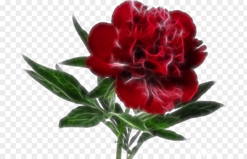 Peonies Android Clip Art PNG