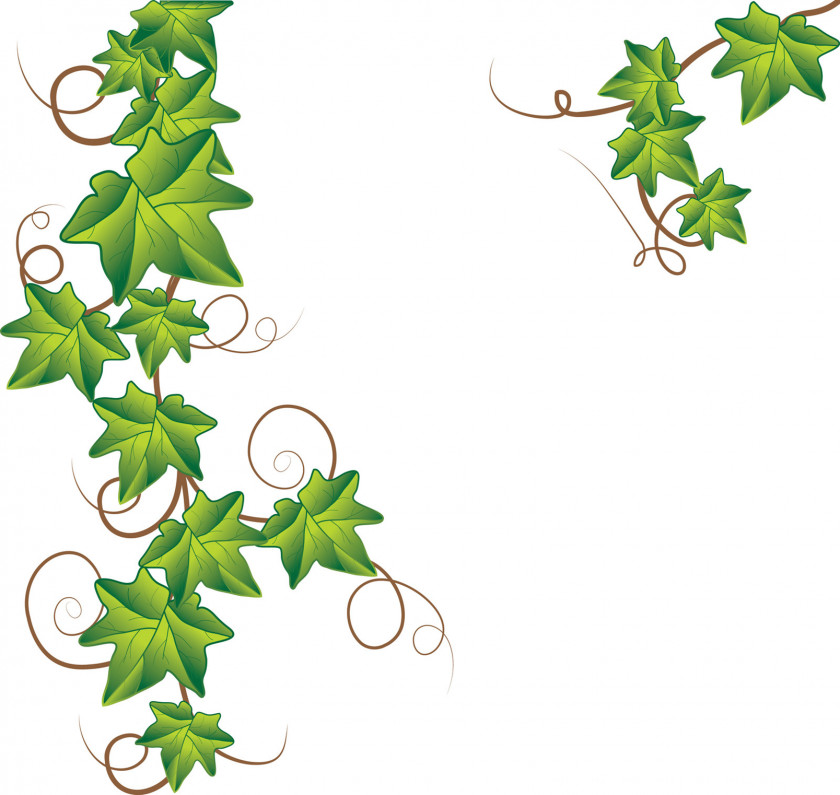 Pumpkin Vine Clipart Royalty-free Stock Photography Drawing PNG