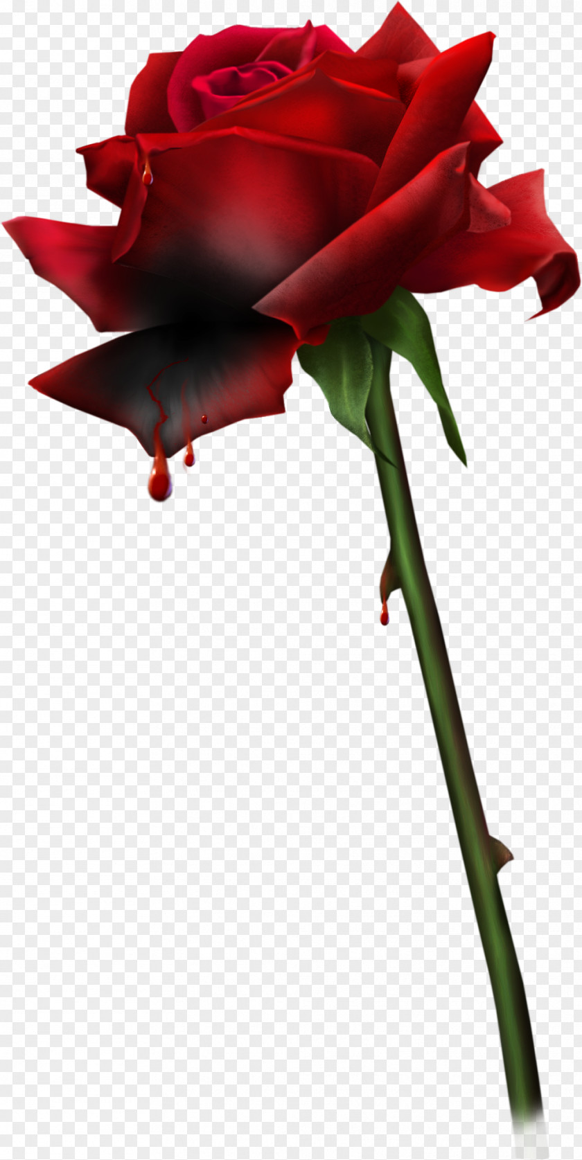Red Roses Love Desktop Wallpaper Animation PNG