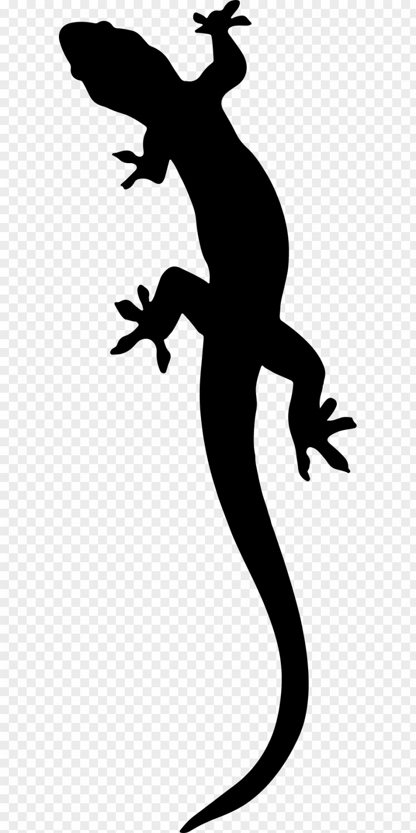 Salamander Lizard Clip Art PNG