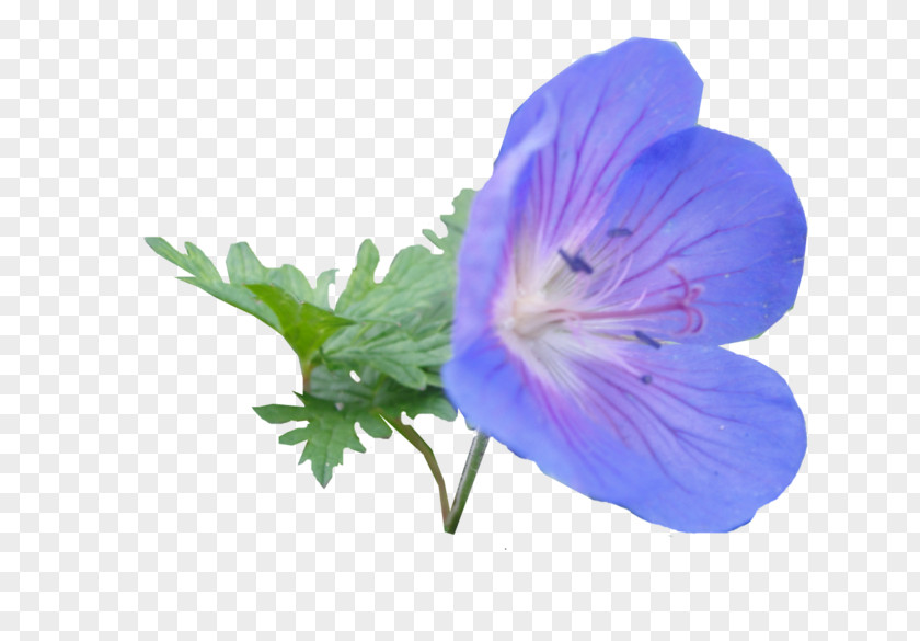 Bellflower Geranium Purple Flower PNG
