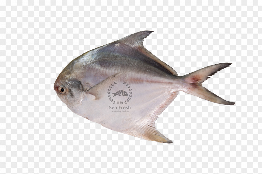 Fish Ikan Bakar Black Pomfret Pampus Argenteus PNG