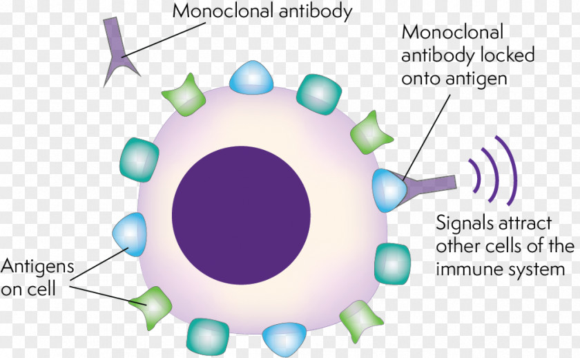 Technology Monoclonal Antibody Therapy Antibody-dependent Cell-mediated Cytotoxicity PNG