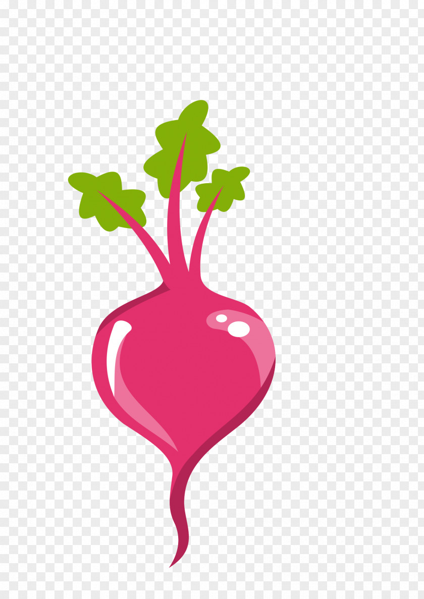 Beet Sugar Beetroot Clip Art PNG