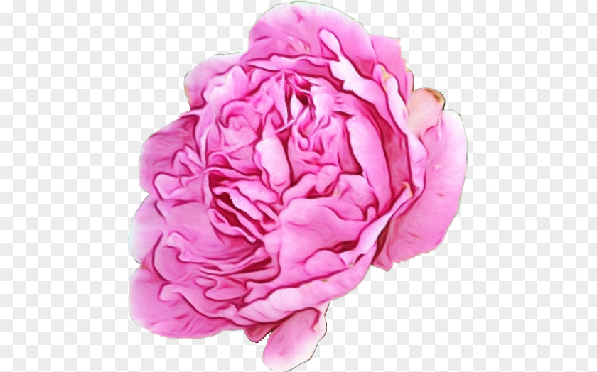 Cut Flowers Peony Garden Roses PNG